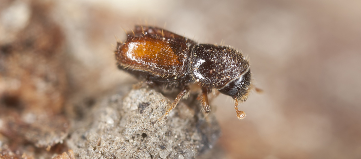 Ambrosia beetle tree borer infestation
