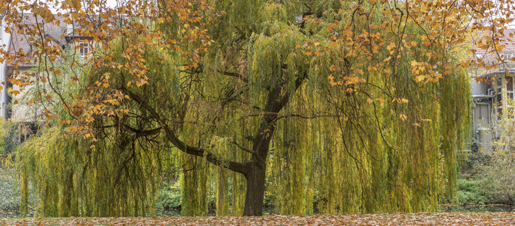 Weeping Willow Tree in Atlanta Ga yard