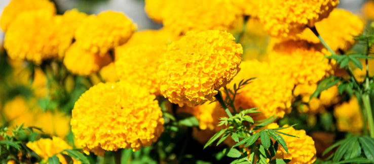 Calendula marigold plant blooming in fall yard