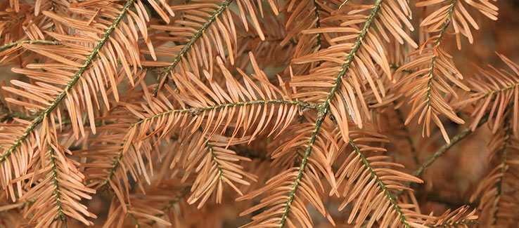 Live cut Christmas tree dried out and time to remove from home