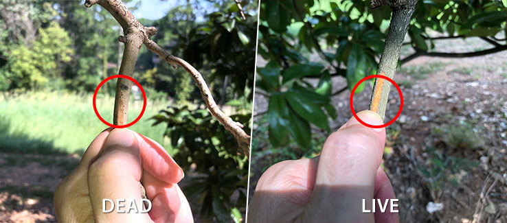 Tree bark scratch test to determine if it is alive or dead