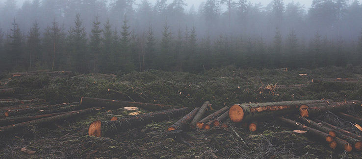 Deforestation caused by logging industry