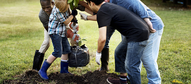 Deforestation and global warming can be slowed by planting trees