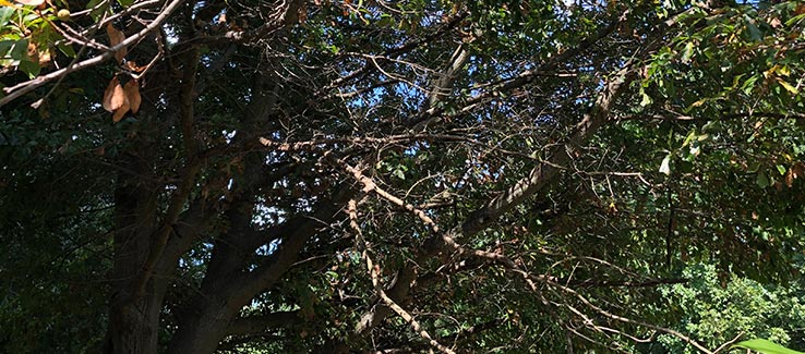 Diseased and dying tree with dieback