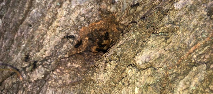 Diseased and dying tree infested by carpenter ants