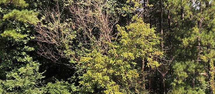 Dying tree leaning on a healthy tree