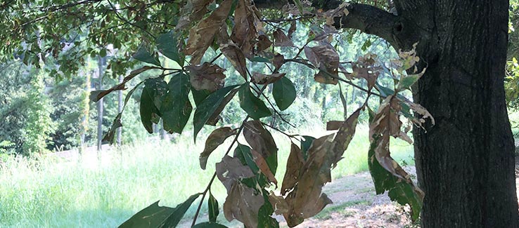 Foliage of a diseased tree changing color