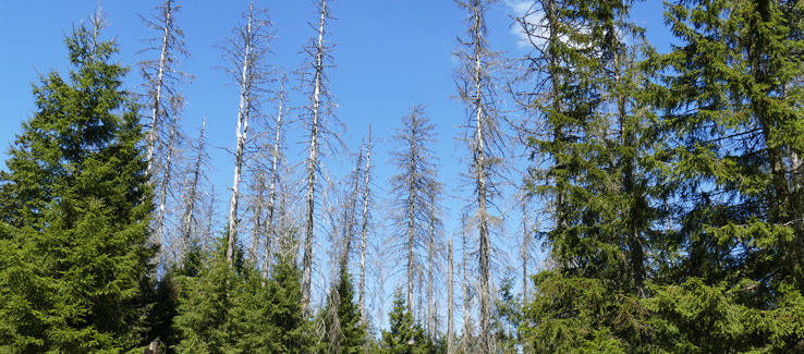 Tree dieback ambrosia beetle infestation