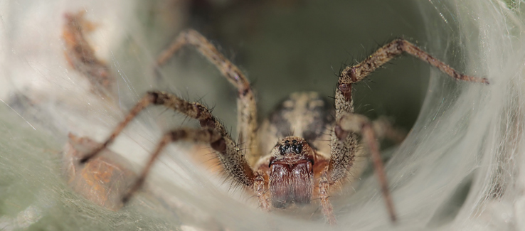 Funnel web attached to tree with spider waiting