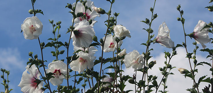 Hardy giant hibiscus growing as privacy screen with white blooms