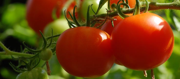 Tomatoes growing in summer garden