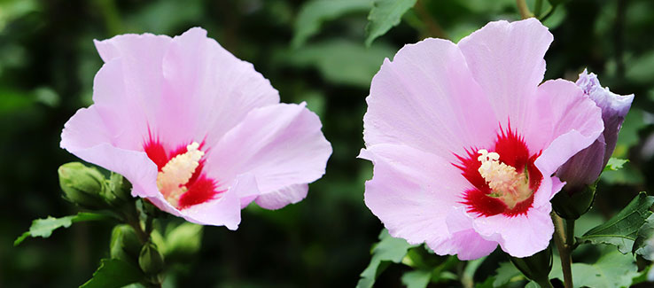 Hardy giant hibiscus small tree with pink flowers