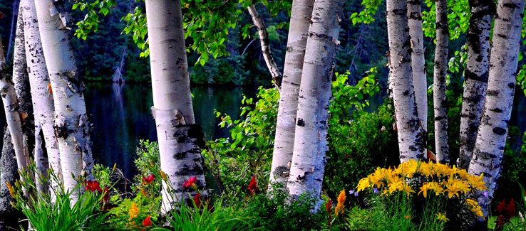 Healing medicinal birch tree for backyard landscape
