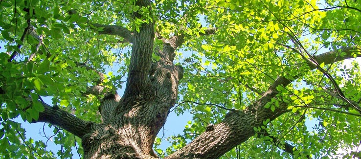 Medicinal oak tree for backyard landscape