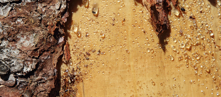 Healing medicinal removed tree bark girdling