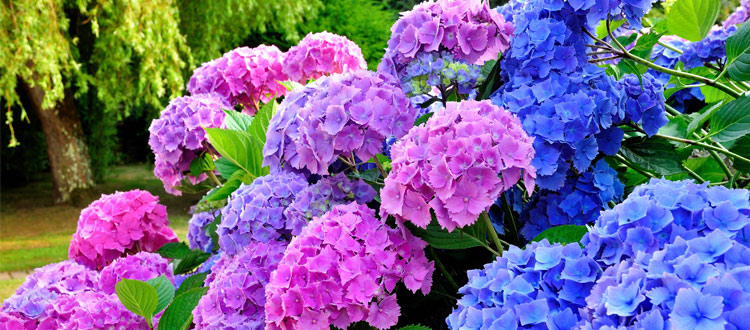 Colorful blooming Hydrangea shrub