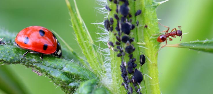 Aphid insect infested plant in garden