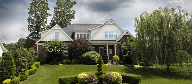 Shrubs around trees in landscaped yard