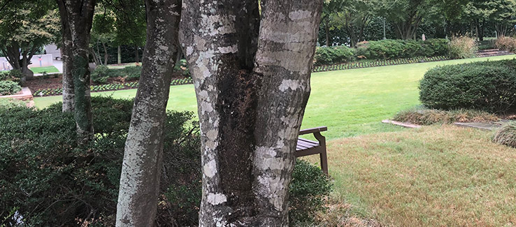 Tree infected with bacterial wetwood leaking slime flux