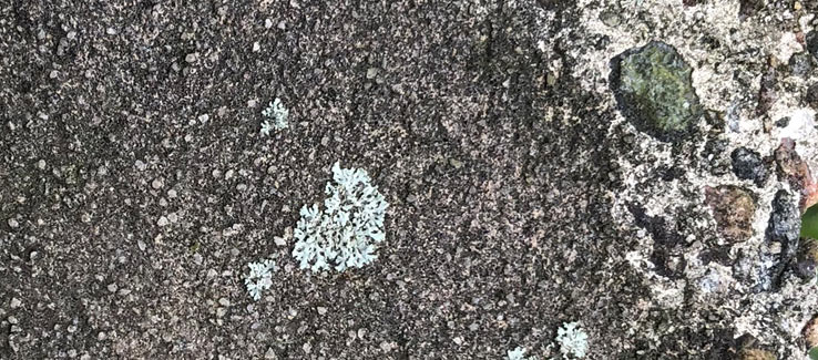 Lichens attached and growing of a concrete wall