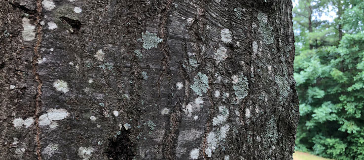 Lichen growth on the bark of a tree trunk