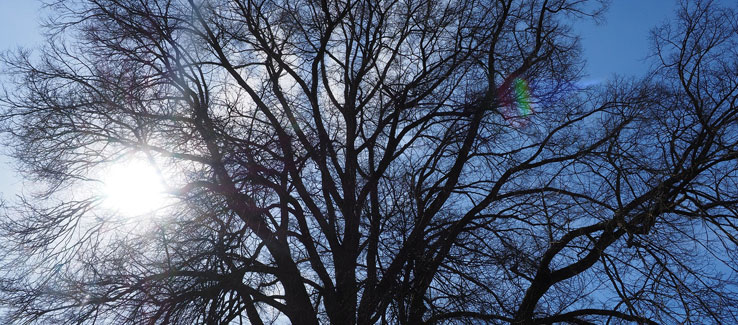 Healing medicinal elm tree for backyard landscape
