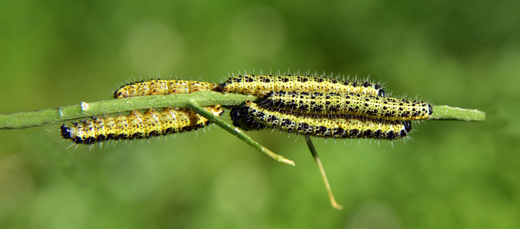 Neem tree oil insecticide Atlanta Ga