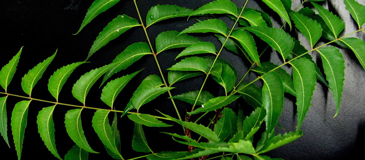 Neem tree leaves Atlanta Georgia