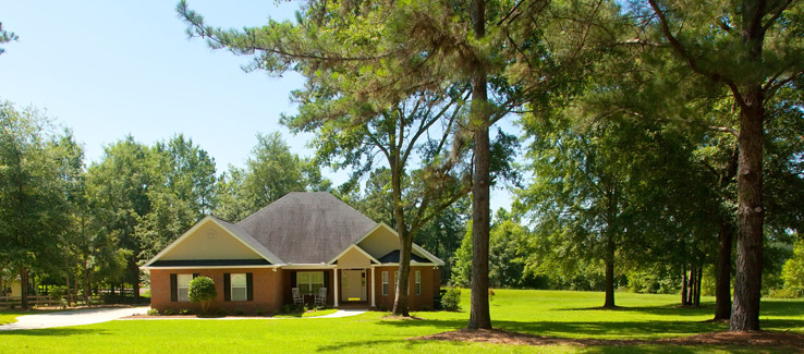 Mature Pine trees in Atlanta Georgia front yard by home