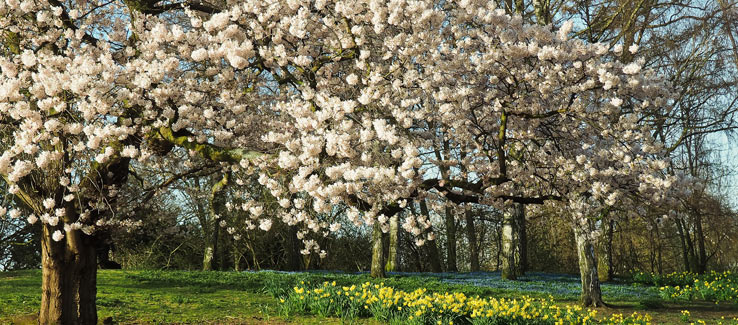 Planting flowering trees in Atlanta Ga landscape