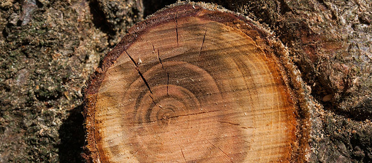 Dead branch removed to help the tree