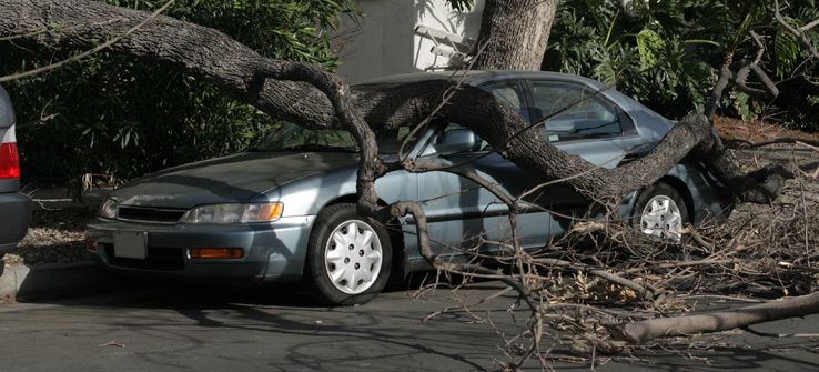 City tree falls on parked car in public right of way