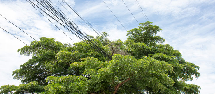 Public trees growing into power lines in Atlanta Georgia