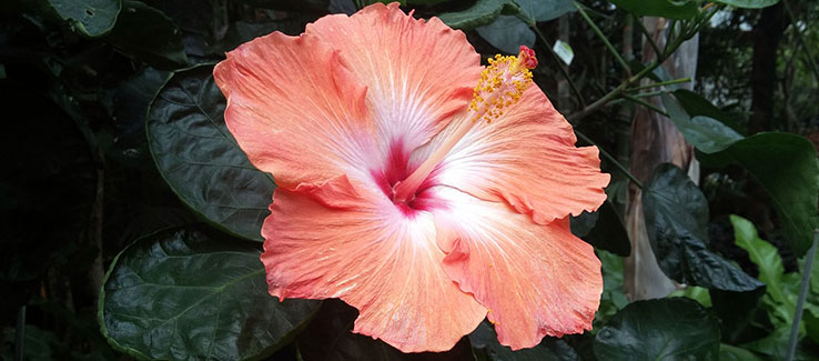 Hardy giant hibiscus rose of Sharon with an orange bloom