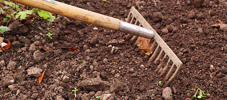 Soil condition for tree planting Atlanta Georgia landscape