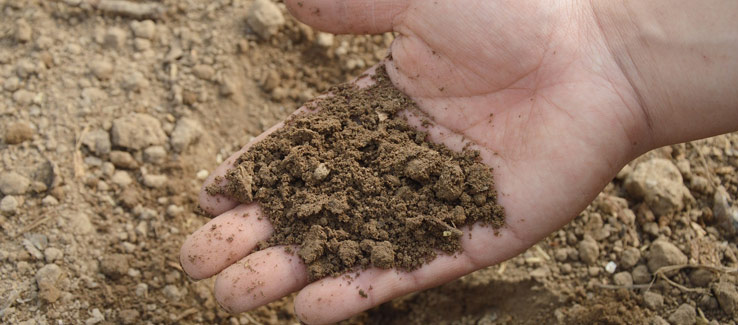Soil pH level and fertilization