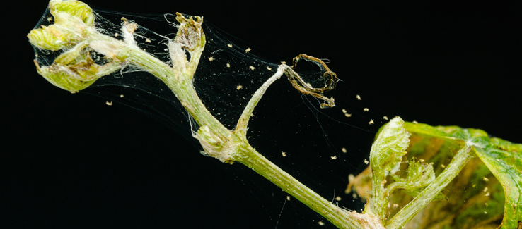 Spider mite on untreated plant branch