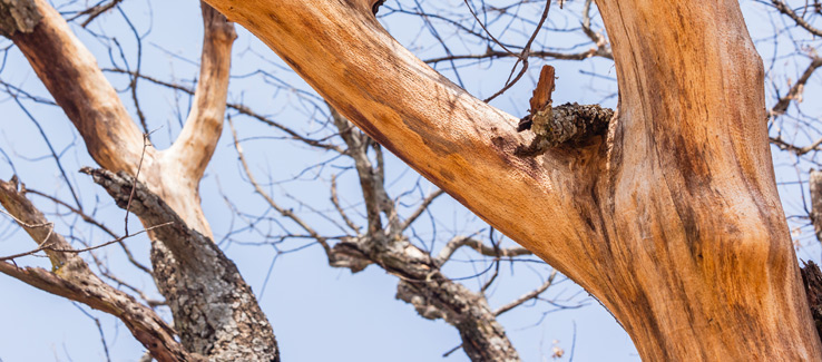 Fatal loss of tree bark on trunk and branches