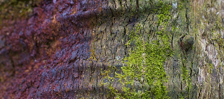 Tree infected with bacterial wetwood stained bark