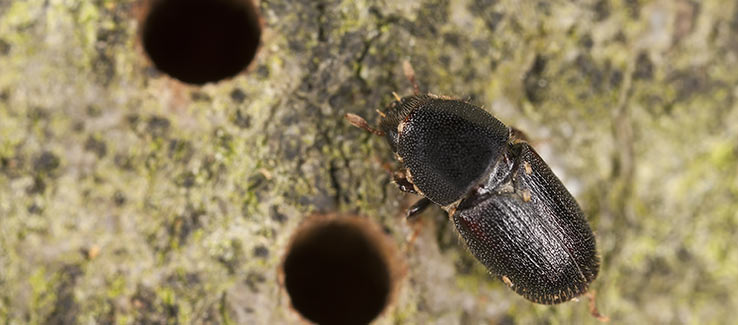 Tree leaves turning black from boring insect infestations