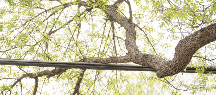 Tree branch in contact with high voltage power line