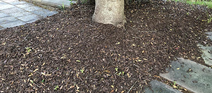 Tree care includes the seasonal mulching of trees to protect and nurture roots