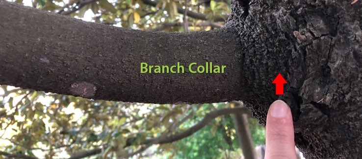 Do not cut into the branch collar for tree compartmentalization to occur