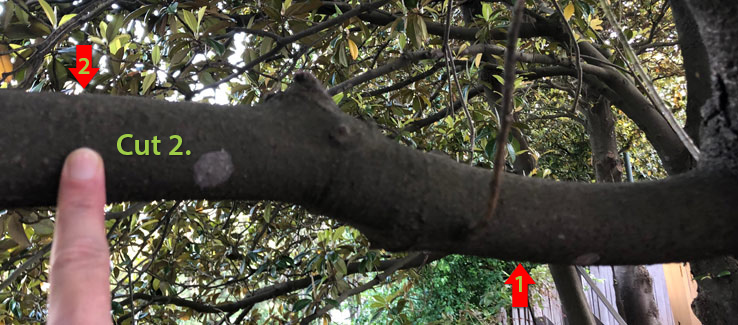 Tree compartmentalization after pruning cut number 2