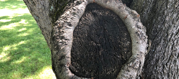 Tree compartmentalization branch pruning after 10 years