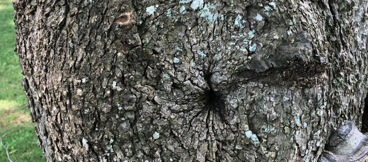 Tree compartmentalization branch pruning 20 years after the cut