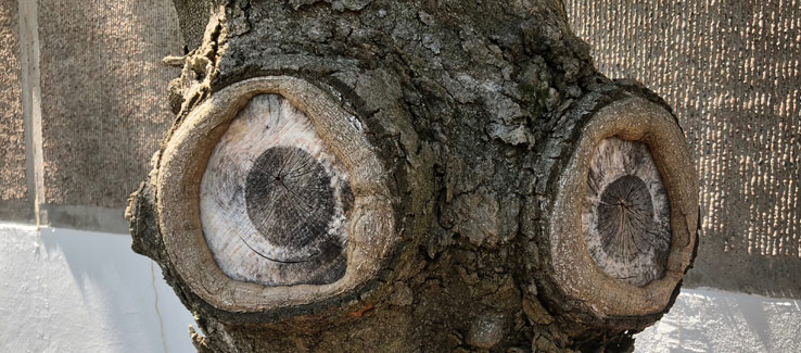 Tree compartmentalization branch pruning wound 5 years after the cut