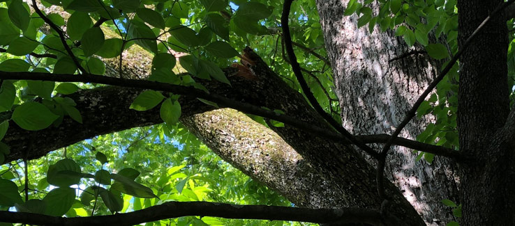 Tree compartmentalization broken branch from weather damage