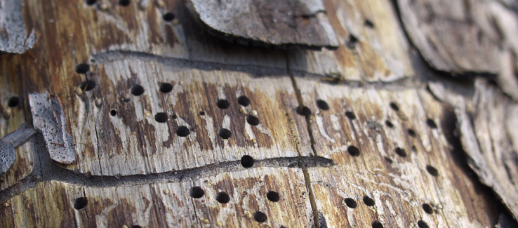 Tree trunk damage by boring insects