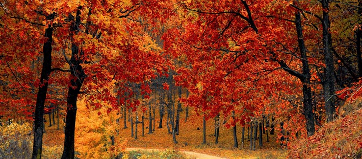 Fall leaves before winter tree dormancy Atlanta Ga